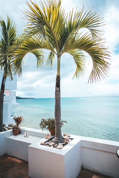 Young palm in a whitewashed planter overlooking calm turquoise water