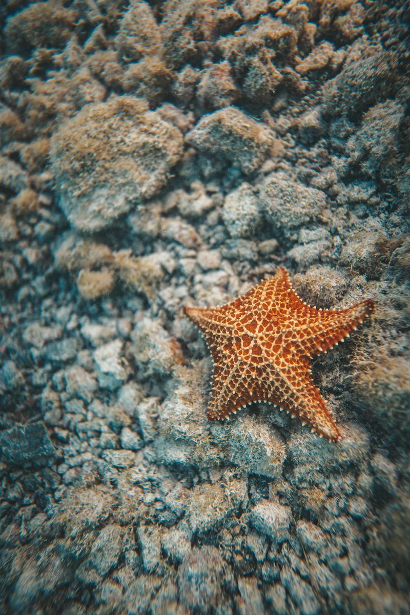 A starfish on the seabed in clear shallow water just off the property