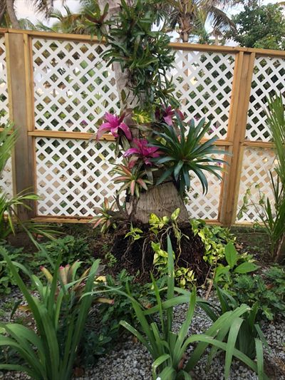 Bromeliads flowering against a white lattice screen in the tropical garden