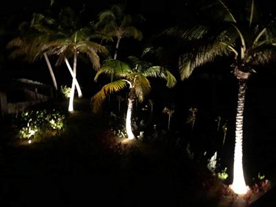 The garden at night, palms uplit along the path
