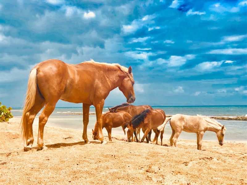 Wild Paso Fino horses grazing on the sand at the water's edge